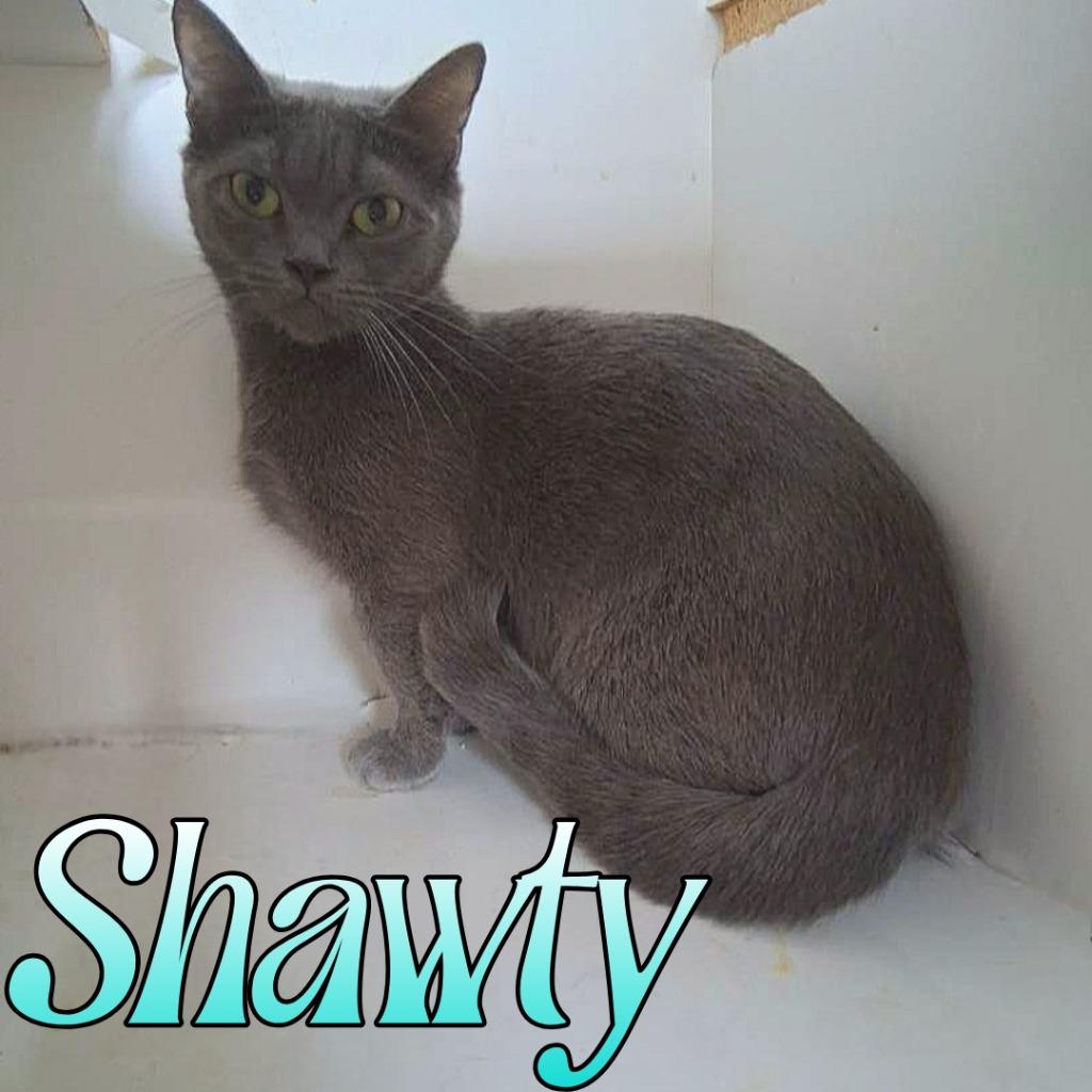 Enlarge Shawty, a Adoptable mixed breed in Hillsboro, OH image 2/2