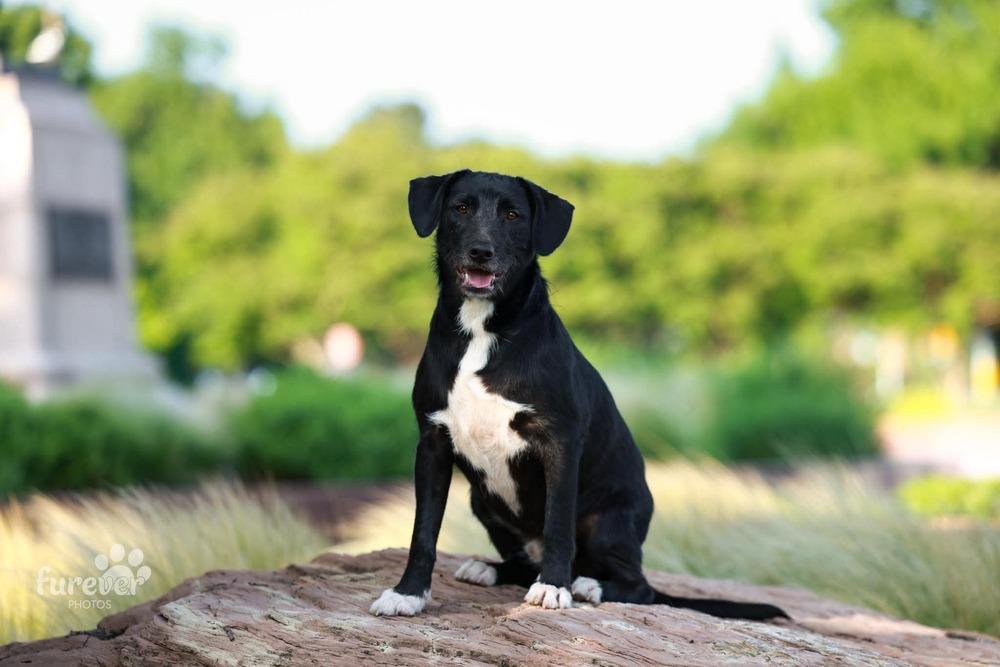 Enlarge Brody, a Adoptable mixed breed in Shawnee, OK image 1/6