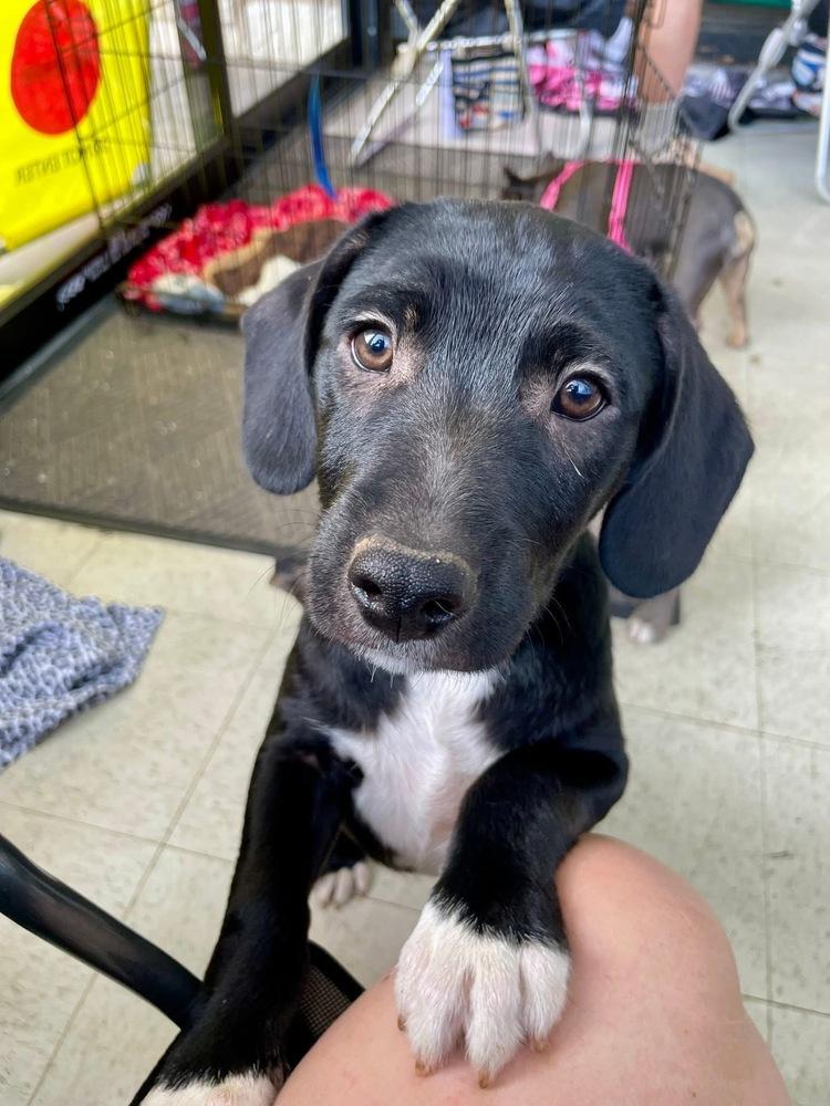 Brody, Adoptable, Puppy Male Jack Russell Terrier.