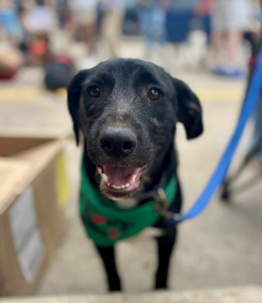 Enlarge Brody, a Adoptable mixed breed in Shawnee, OK image 2/3