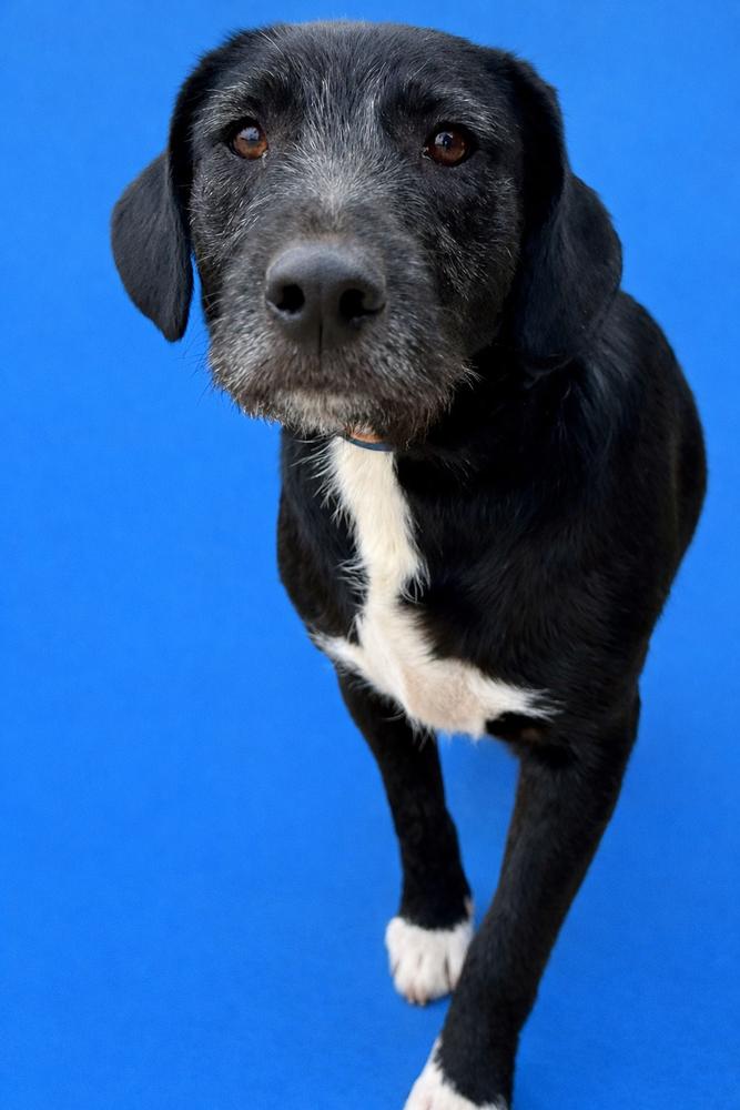 Enlarge Brody, a Adoptable mixed breed in Shawnee, OK image 4/4