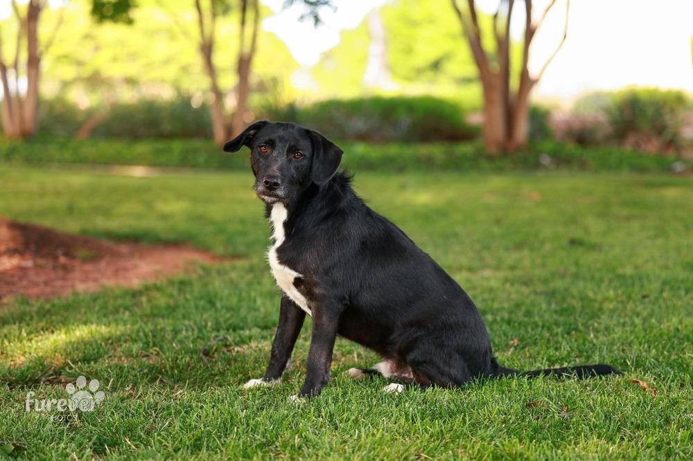 Enlarge Brody, a Adoptable mixed breed in Shawnee, OK image 4/6