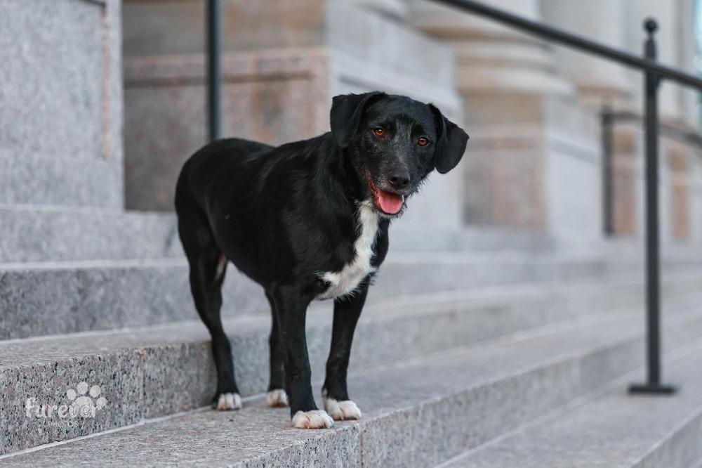 Enlarge Brody, a Adoptable mixed breed in Shawnee, OK image 5/6