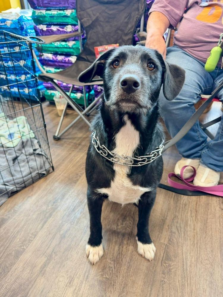 Enlarge Brody, a Adoptable mixed breed in Shawnee, OK image 5/6