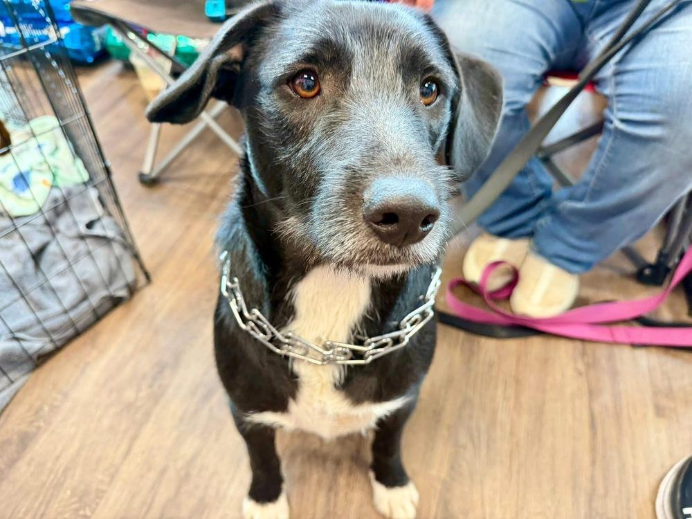 Enlarge Brody, a Adoptable mixed breed in Shawnee, OK image 6/6