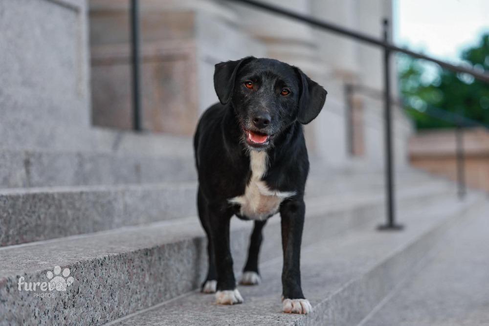 Enlarge Brody, a Adoptable mixed breed in Shawnee, OK image 6/6