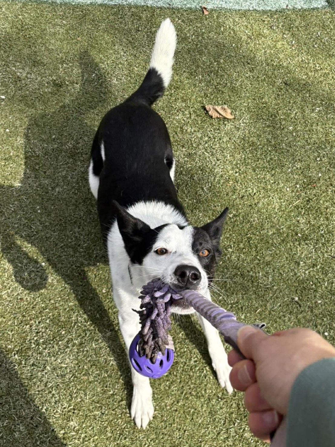 Quincy, Adoptable, Young Male Border Collie.