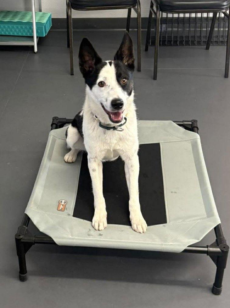 Quincy, a Adoptable Border Collie in St. Louis, MO image 3/3