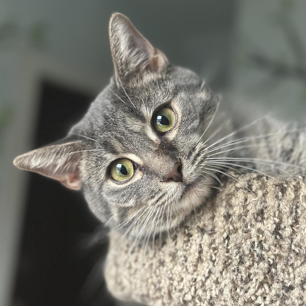 Smokey, Adoptable, Kitten Male Domestic Short Hair.