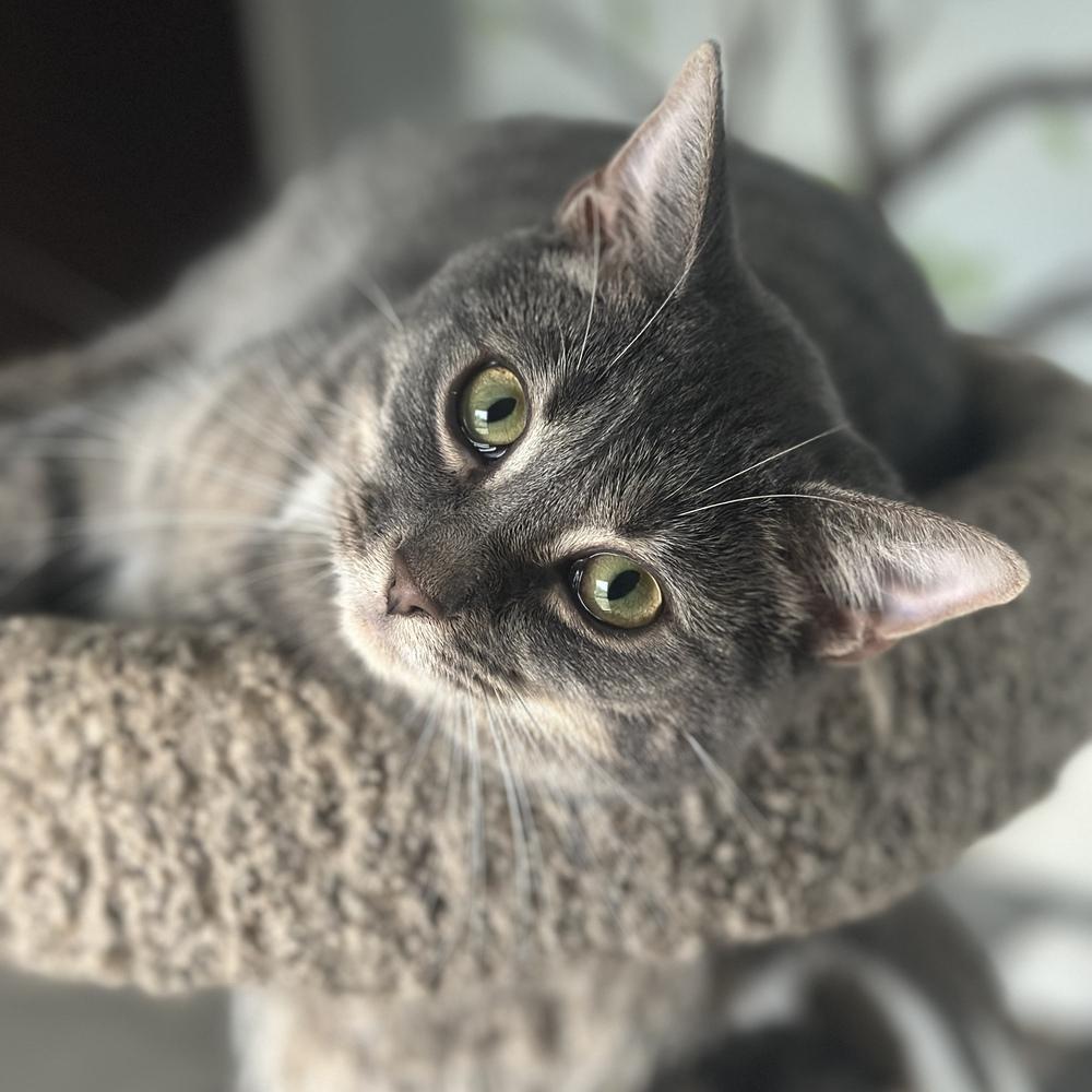 Enlarge Smokey, a Adoptable mixed breed in Columbus, OH image 2/5