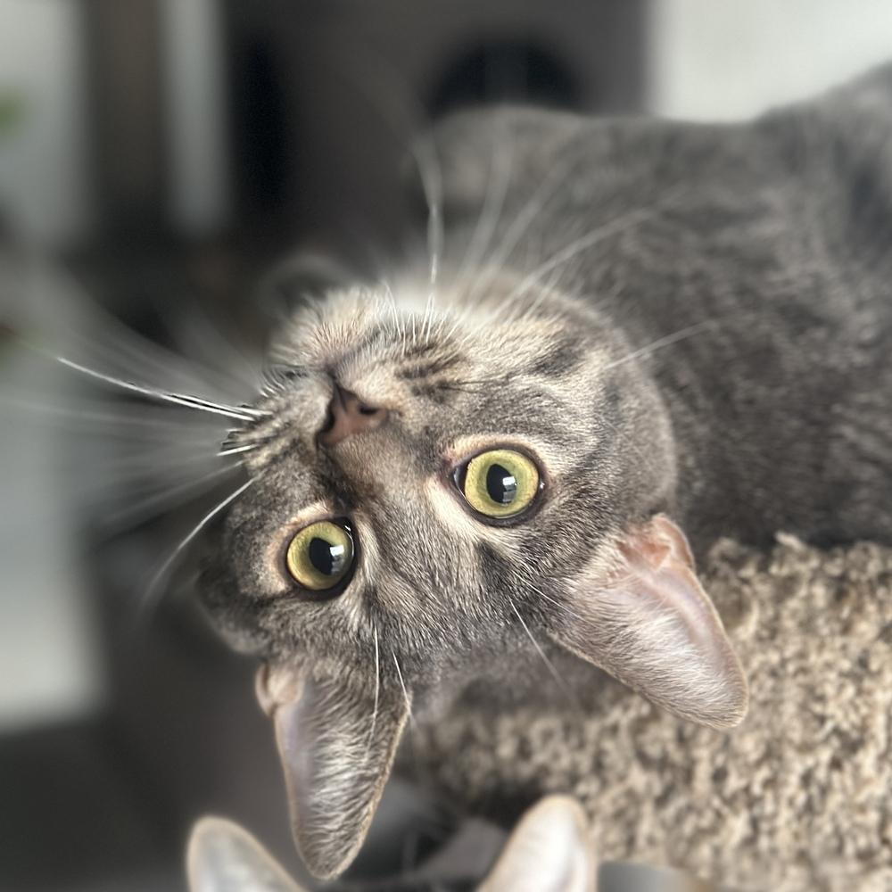 Enlarge Smokey, a Adoptable mixed breed in Columbus, OH image 3/5