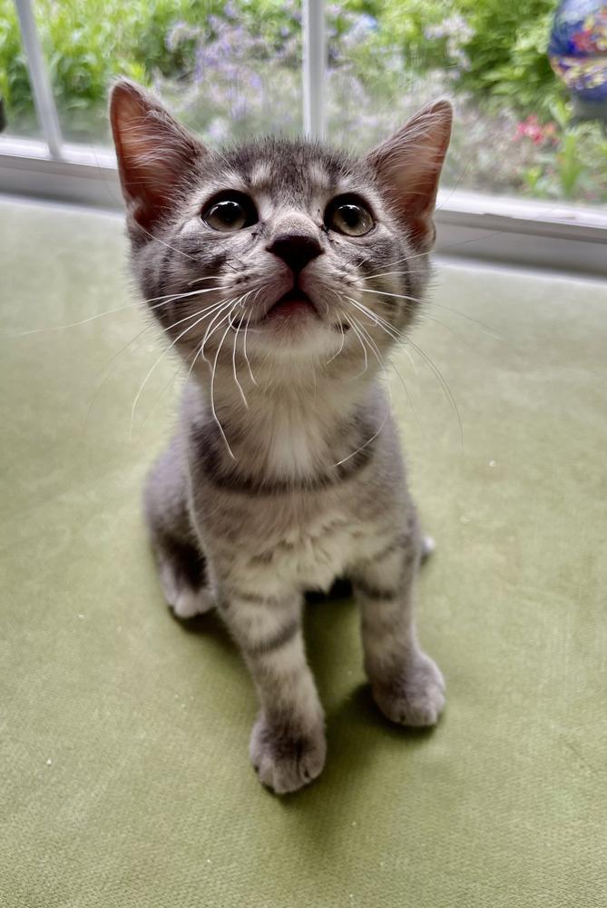 Smokey, Adoptable, Kitten Male Domestic Short Hair.