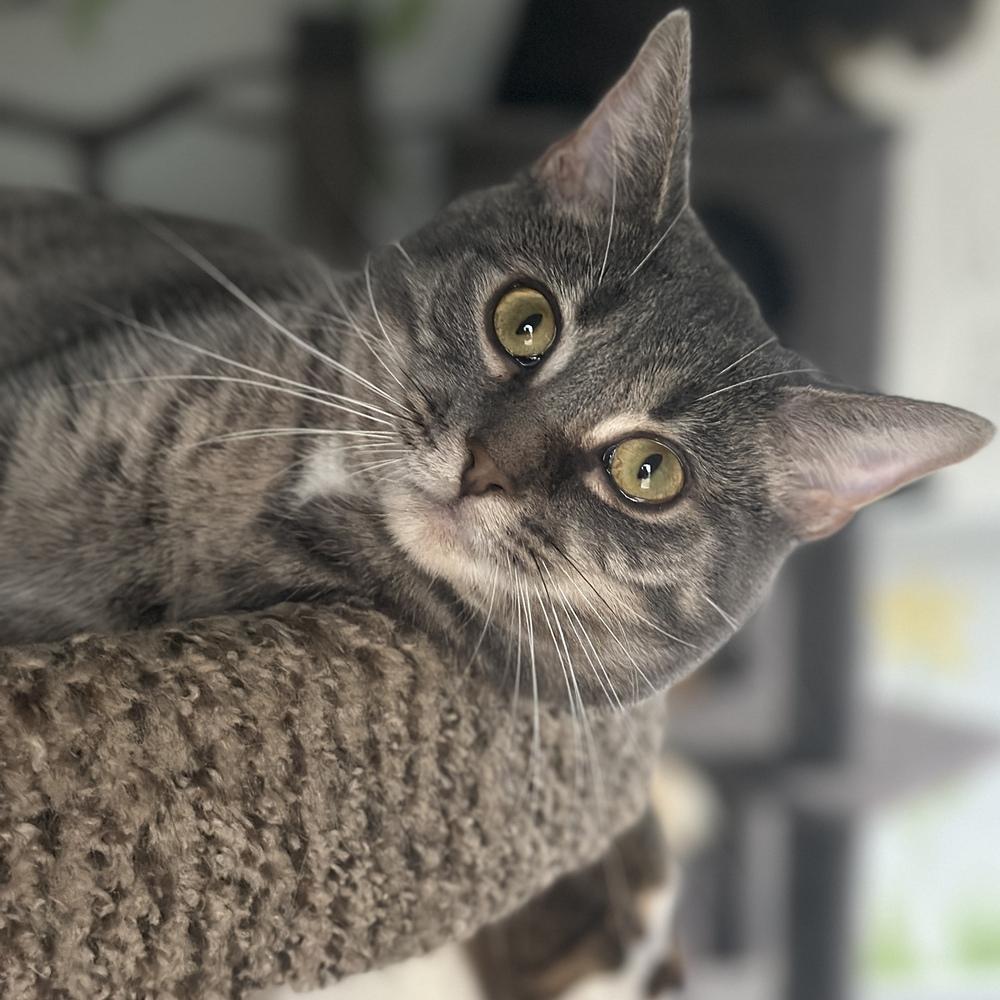 Enlarge Smokey, a Adoptable mixed breed in Columbus, OH image 5/5