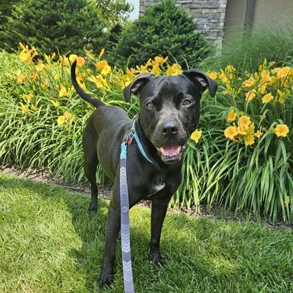 Chaya, Adoptable, Adult Female Mixed Breed & Mixed Breed.