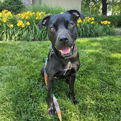 Enlarge Chaya, a Adoptable mixed breed in Merriam, KS image 2/3