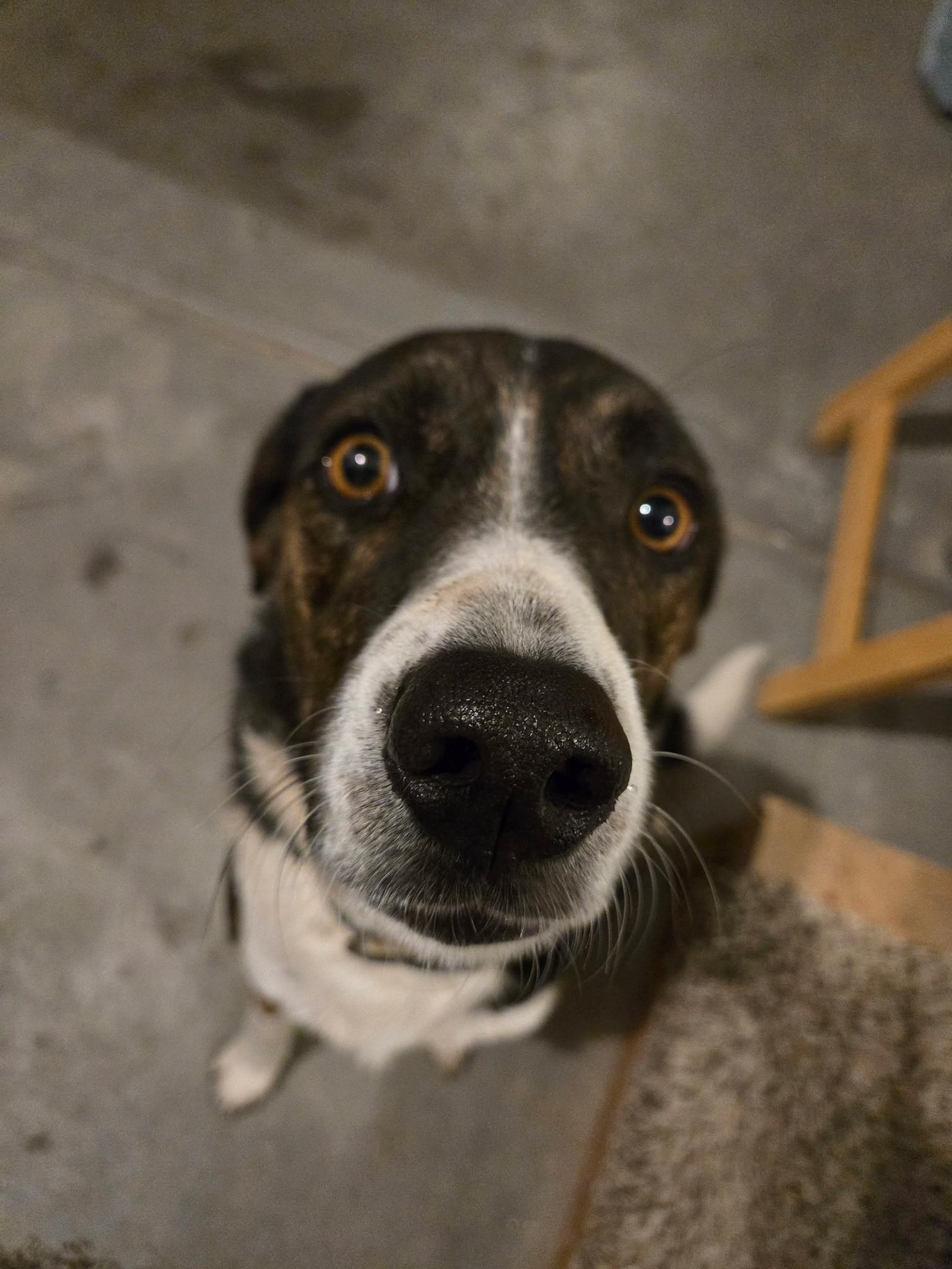 Enlarge Max, a ADOPTABLE mixed breed in Salt Lake City, UT image 3/4