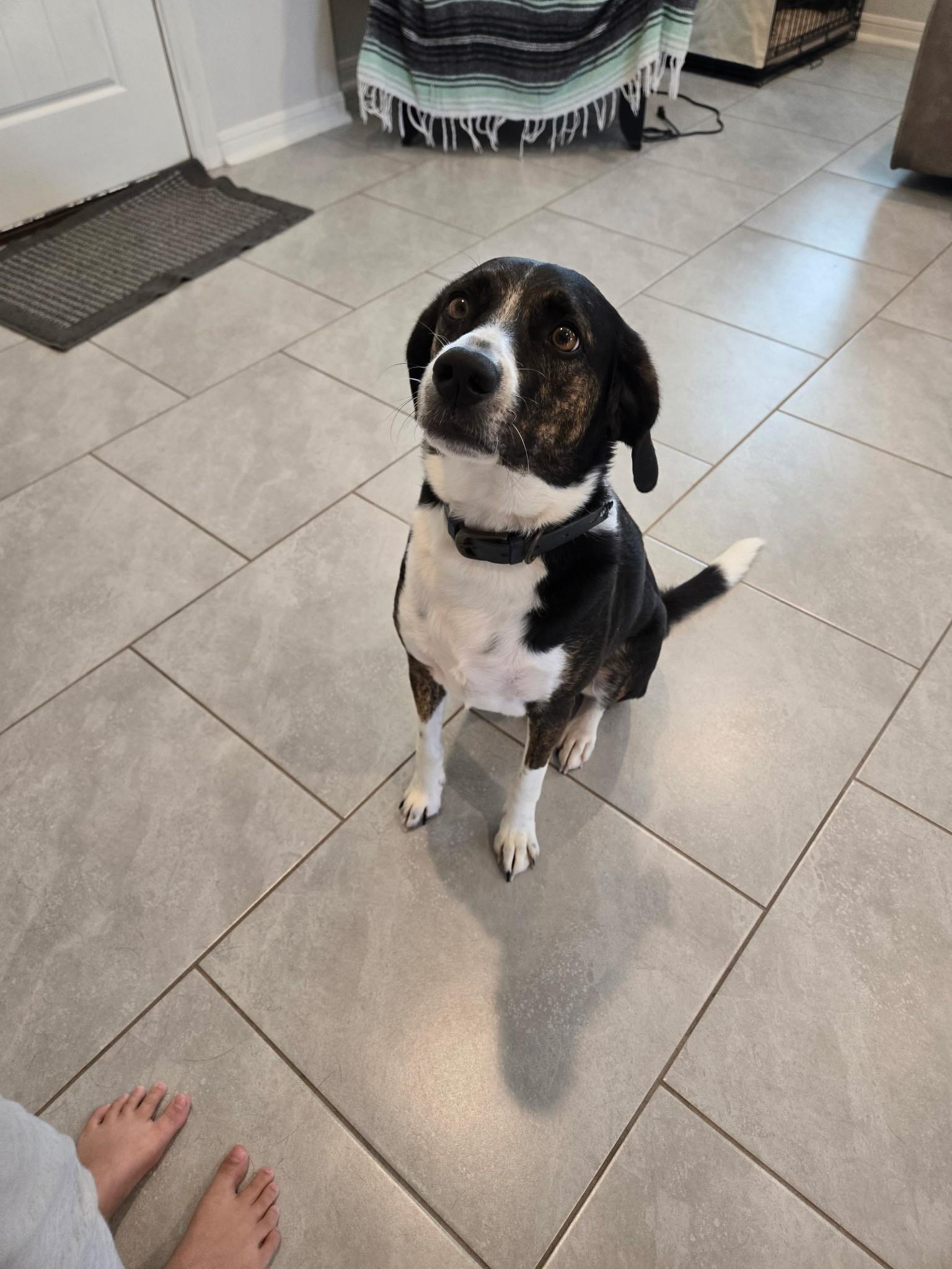 Enlarge Max, a ADOPTABLE mixed breed in Salt Lake City, UT image 2/4