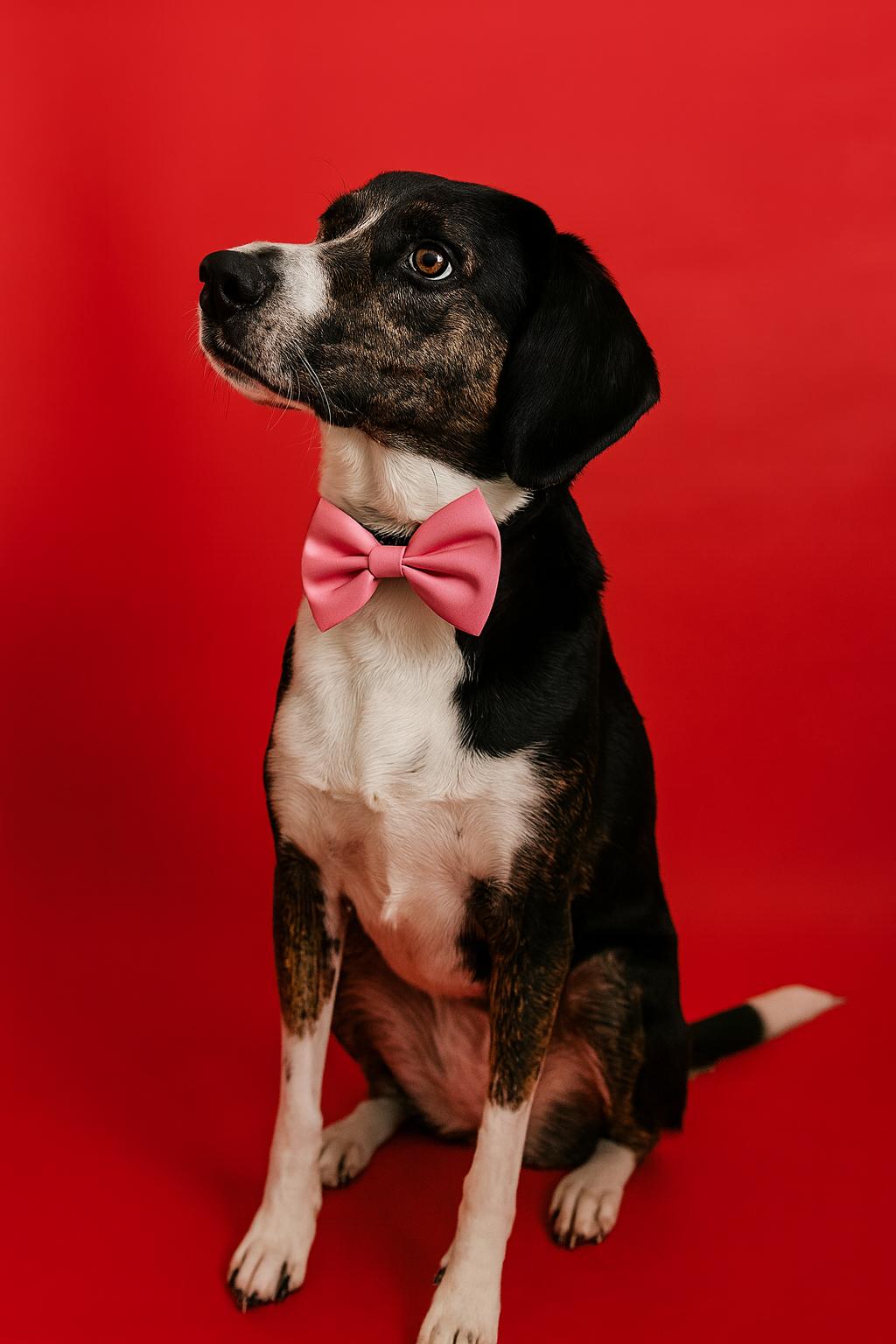 Enlarge Max, a ADOPTABLE mixed breed in Salt Lake City, UT image 1/4