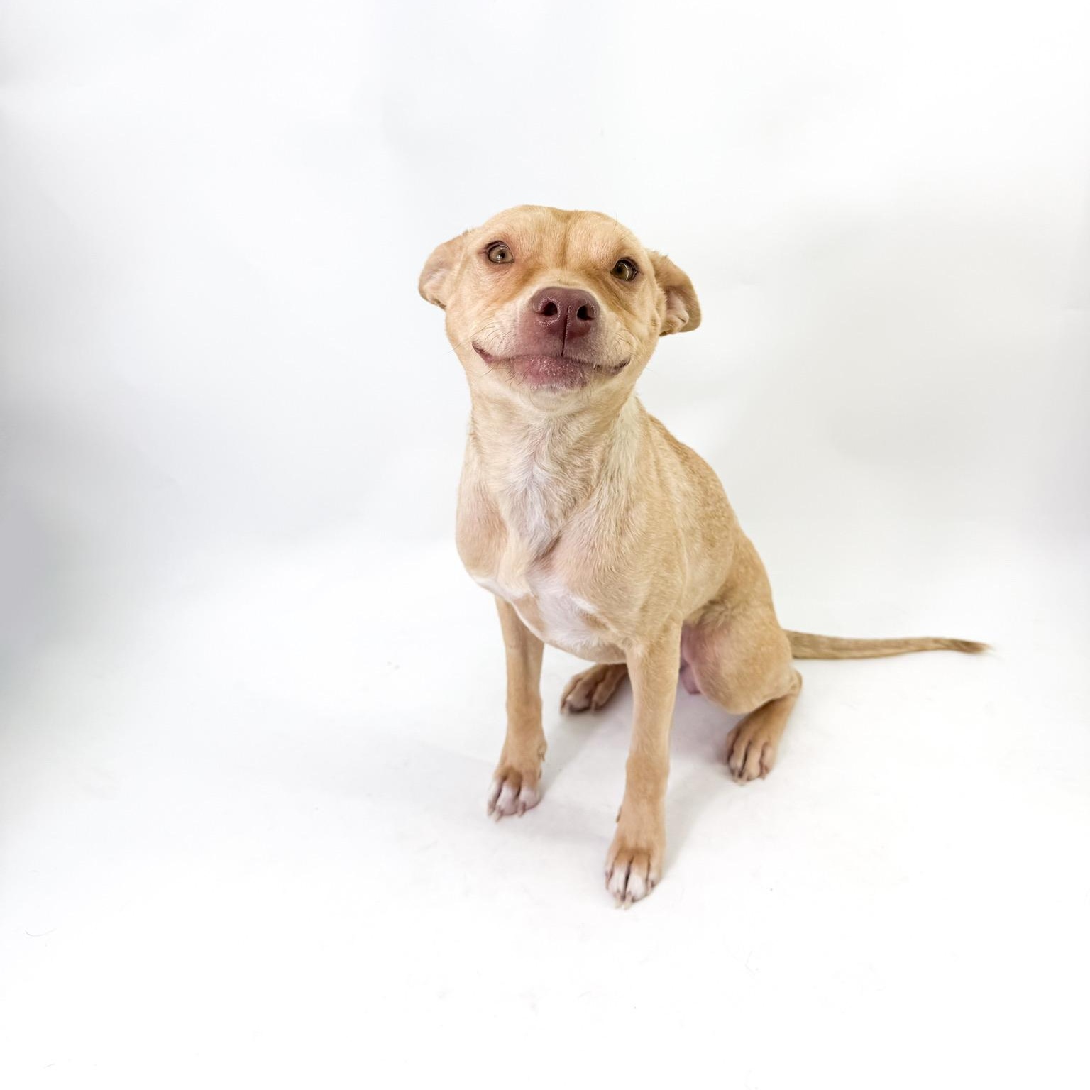 Enlarge Sol, a ADOPTABLE mixed breed in Scottsdale, AZ image 2/4