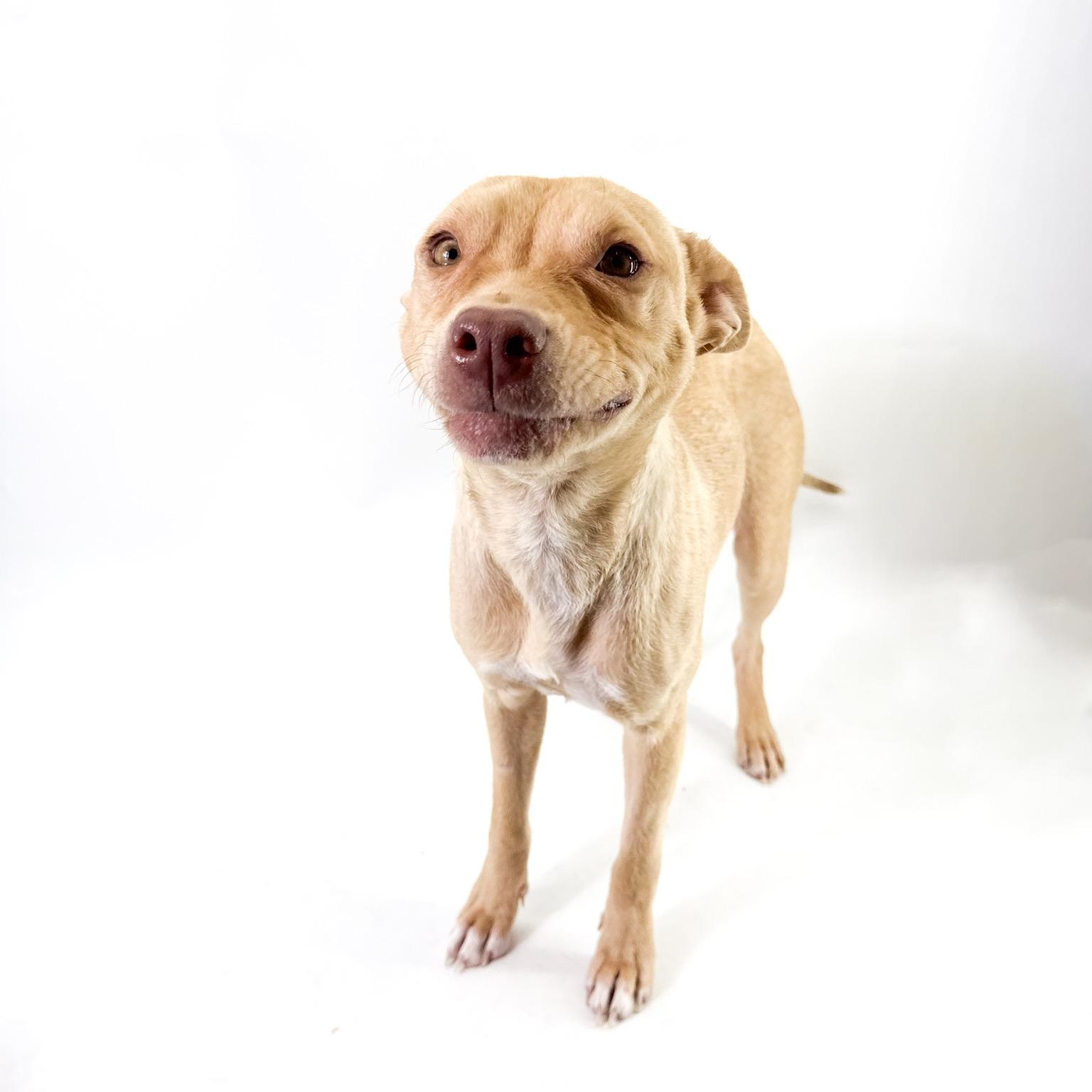 Enlarge Sol, a ADOPTABLE mixed breed in Scottsdale, AZ image 4/4