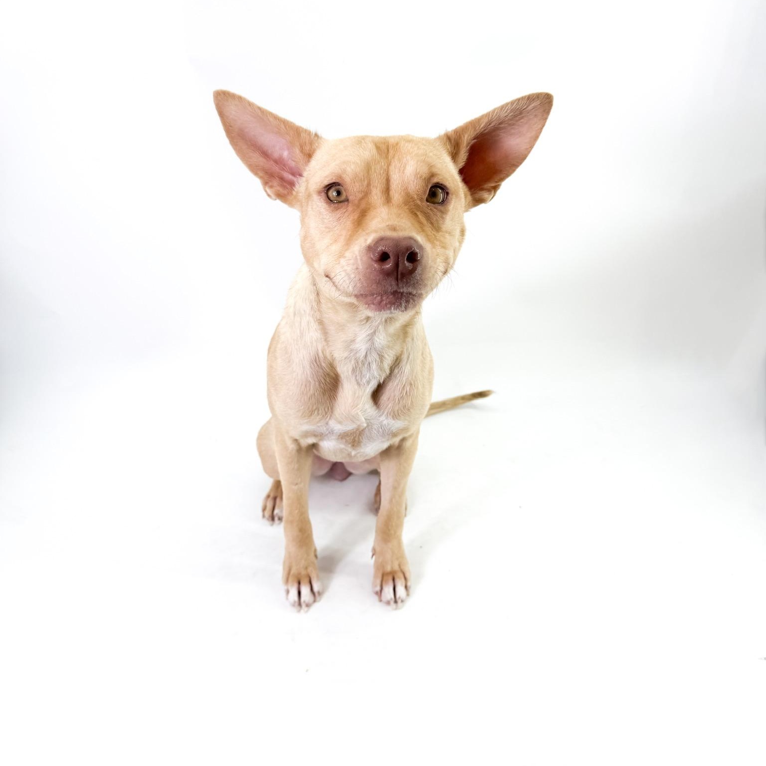 Sol, ADOPTABLE, Young Female Chihuahua.