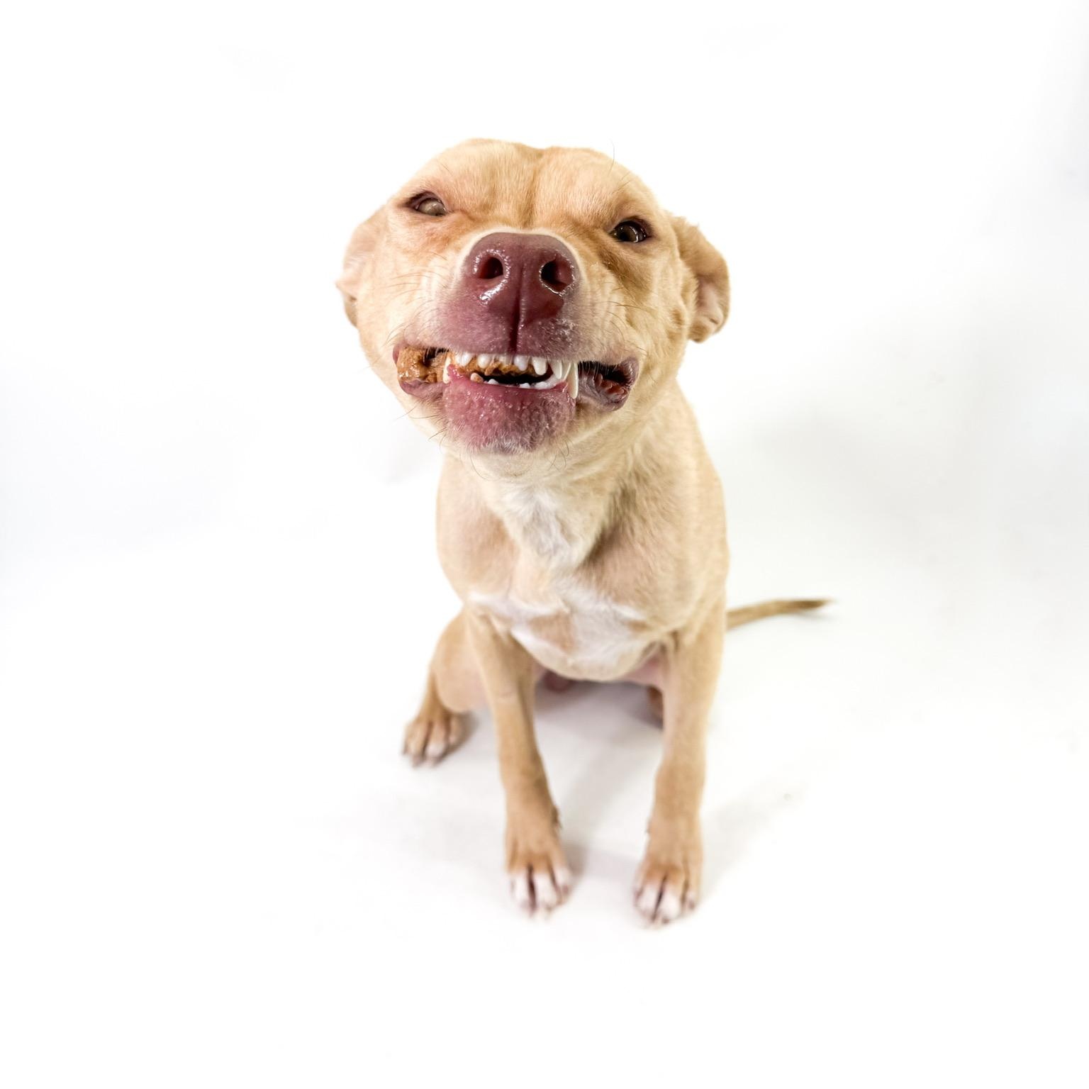 Enlarge Sol, a ADOPTABLE mixed breed in Scottsdale, AZ image 3/4