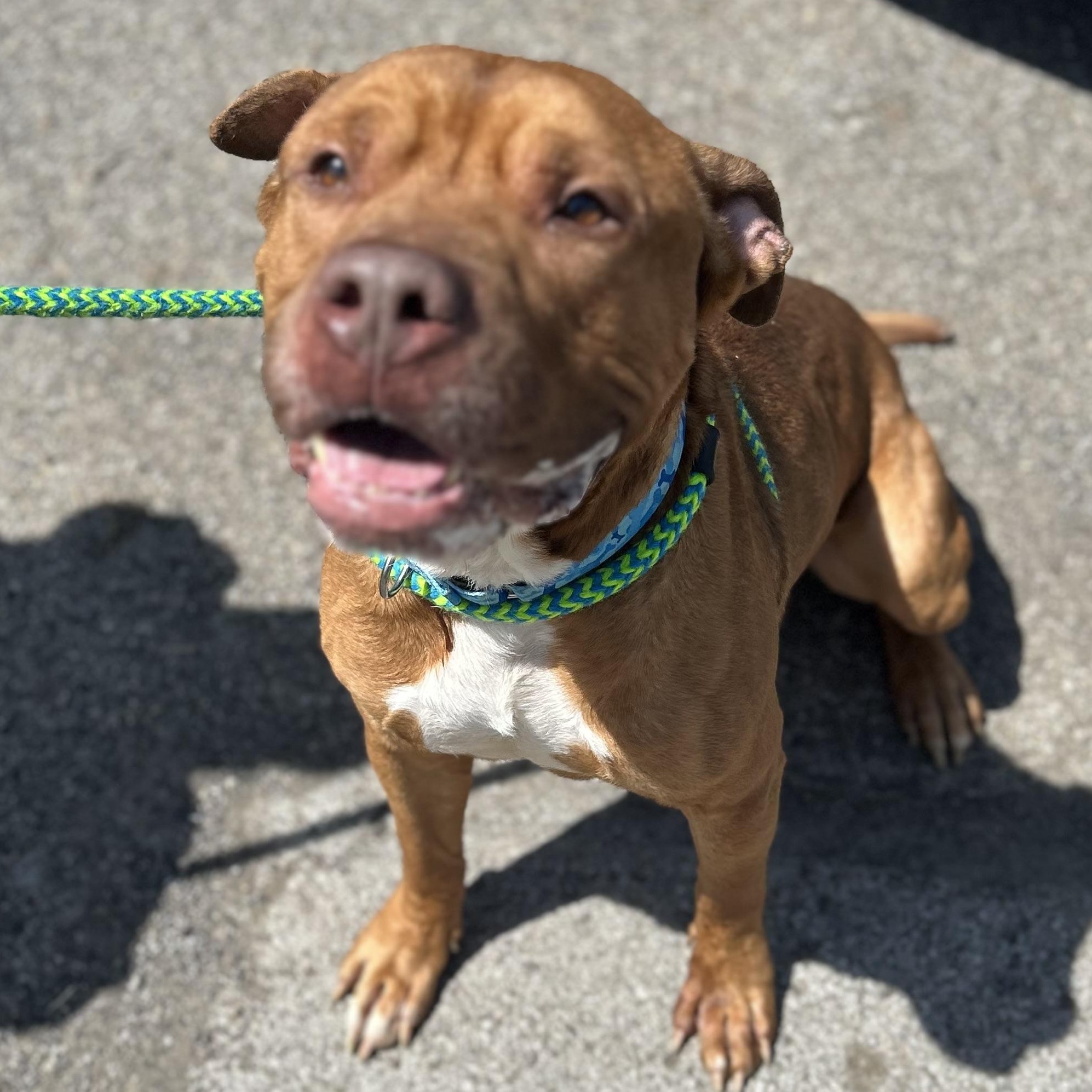 Enlarge Debo+, a Adoptable Mixed Breed in Youngstown, OH image 4/6