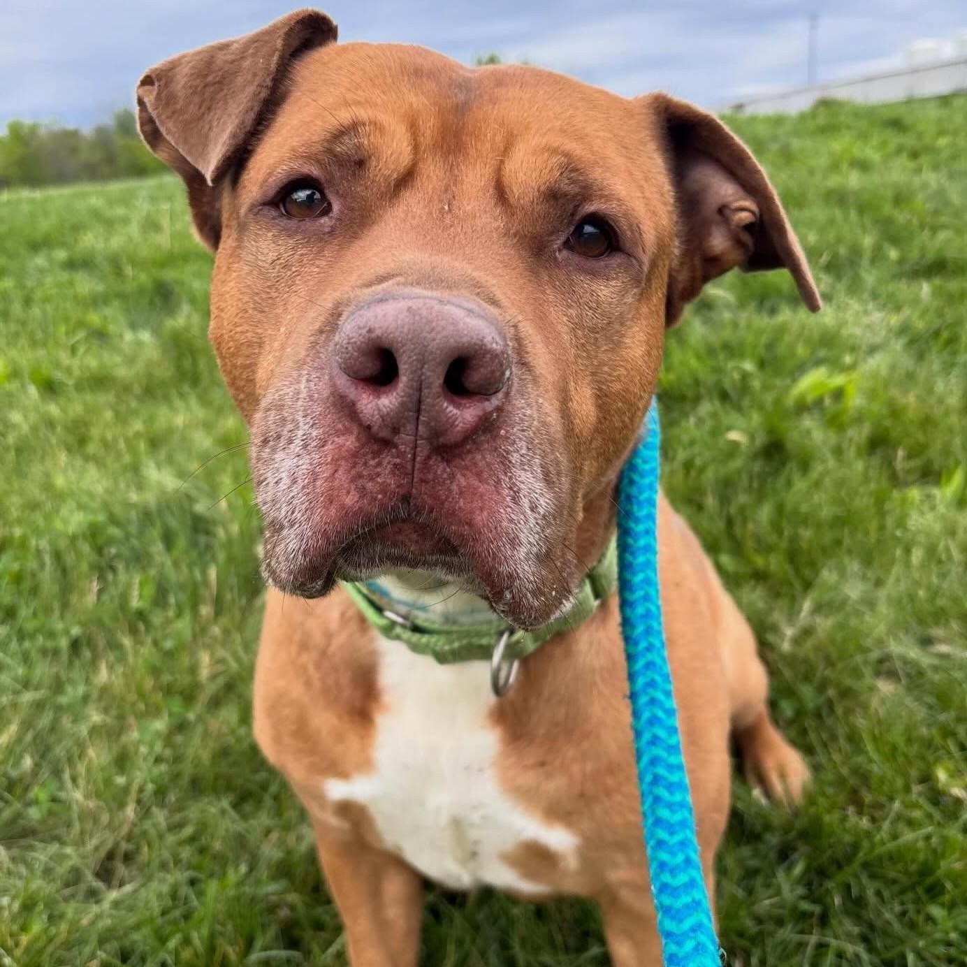 Debo+, Adoptable, Adult Male Mixed Breed.
