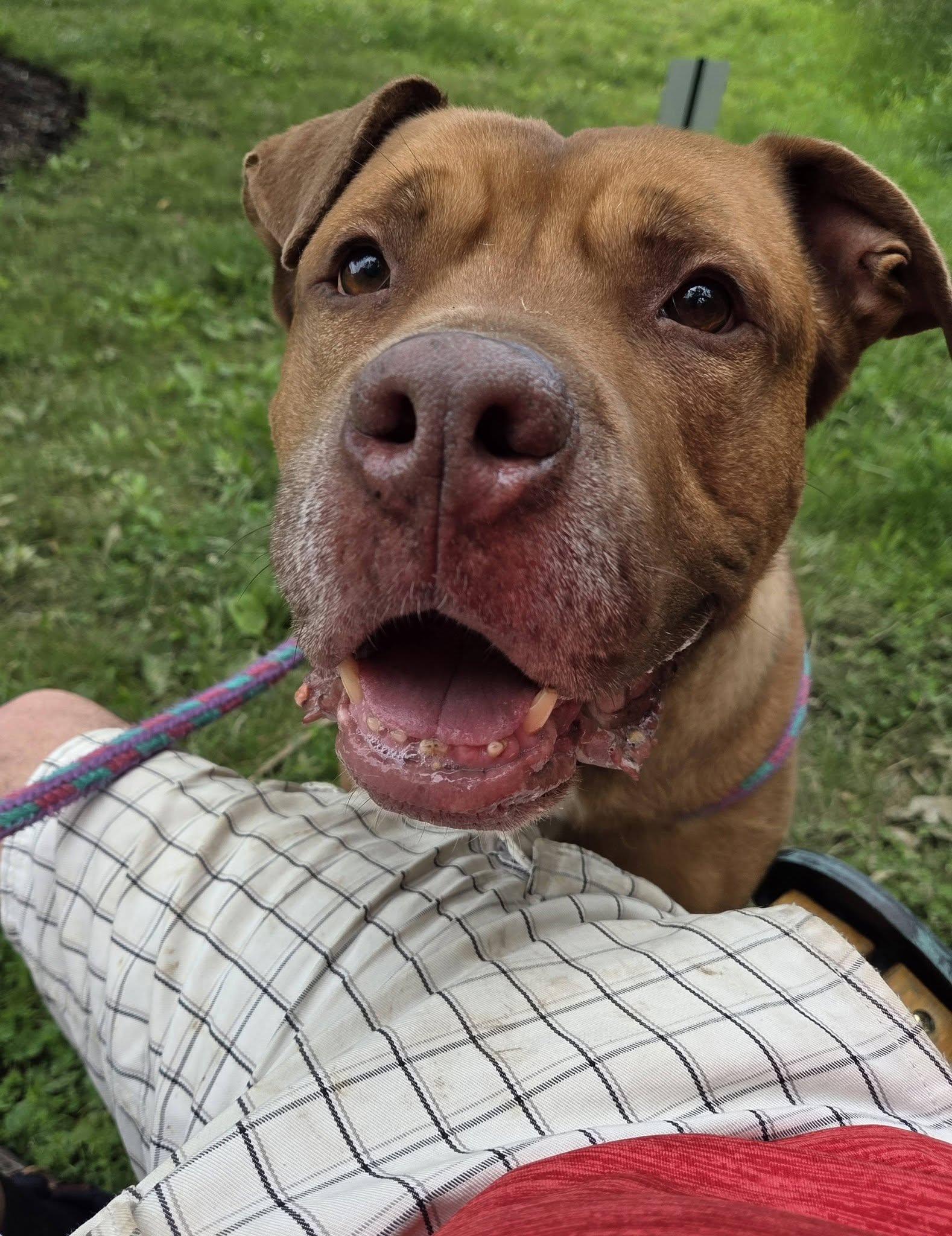 Enlarge Debo+, a Adoptable Mixed Breed in Youngstown, OH image 2/6