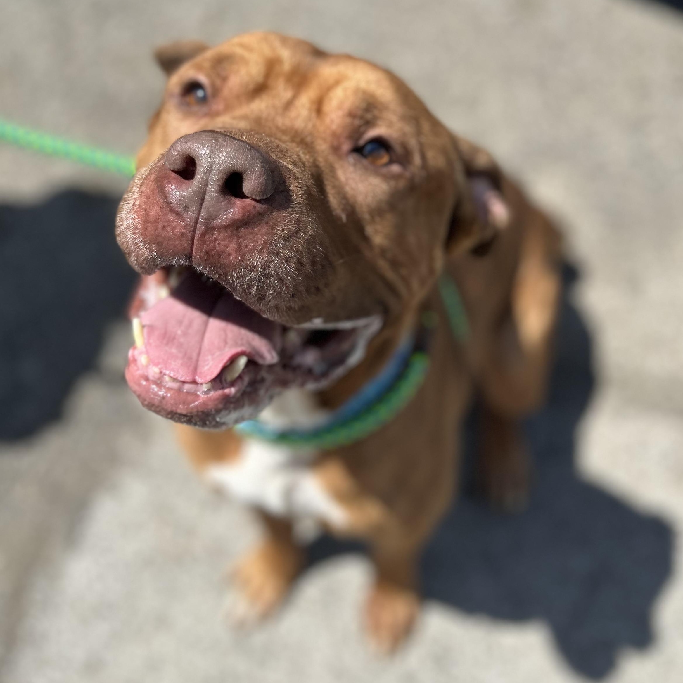 Enlarge Debo+, a Adoptable Mixed Breed in Youngstown, OH image 5/6