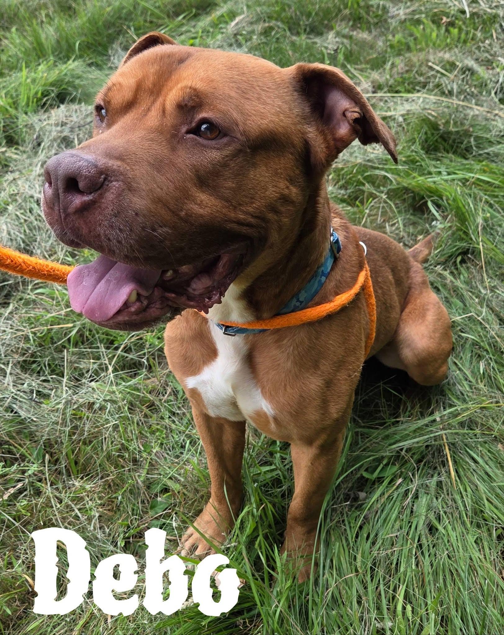 Enlarge Debo+, a Adoptable Mixed Breed in Youngstown, OH image 3/6