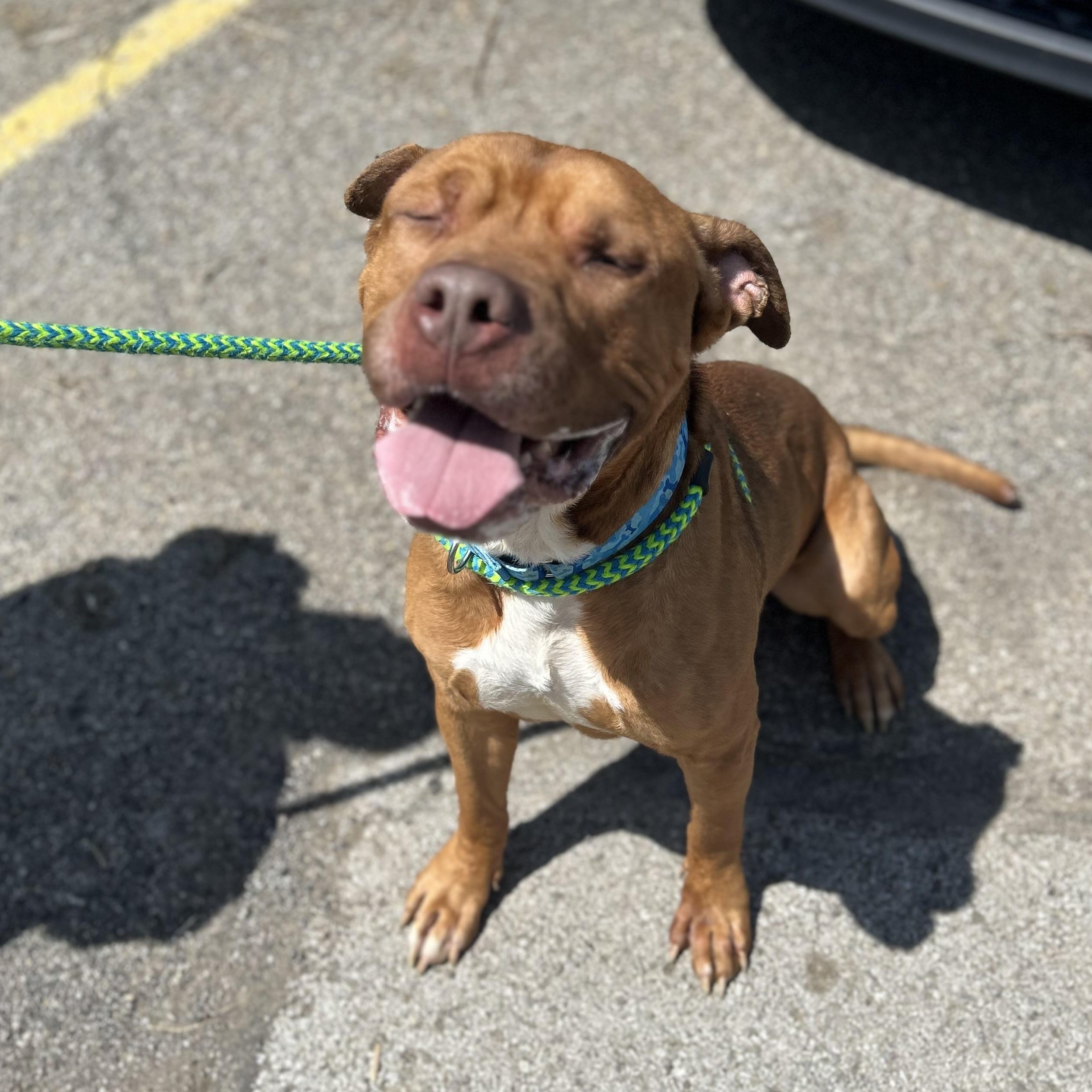 Enlarge Debo+, a Adoptable Mixed Breed in Youngstown, OH image 6/6