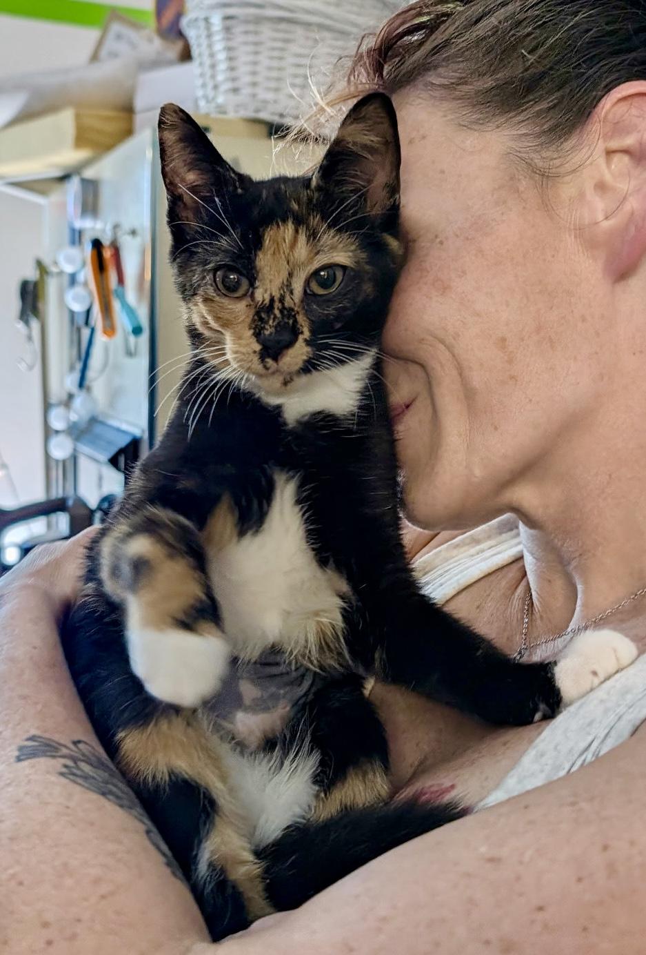 Cali, Adopted, Kitten Female Calico.