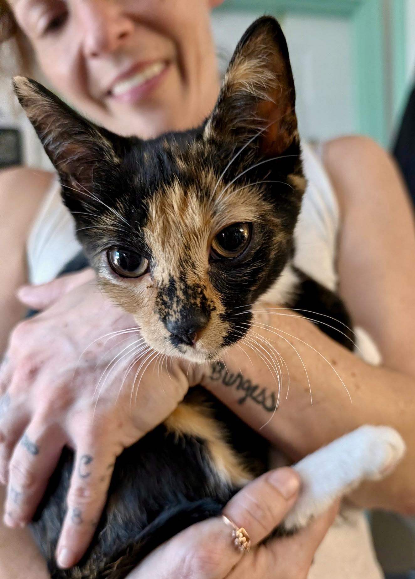 Enlarge Cali, a Adopted Calico in Johnson City, TN image 2/2