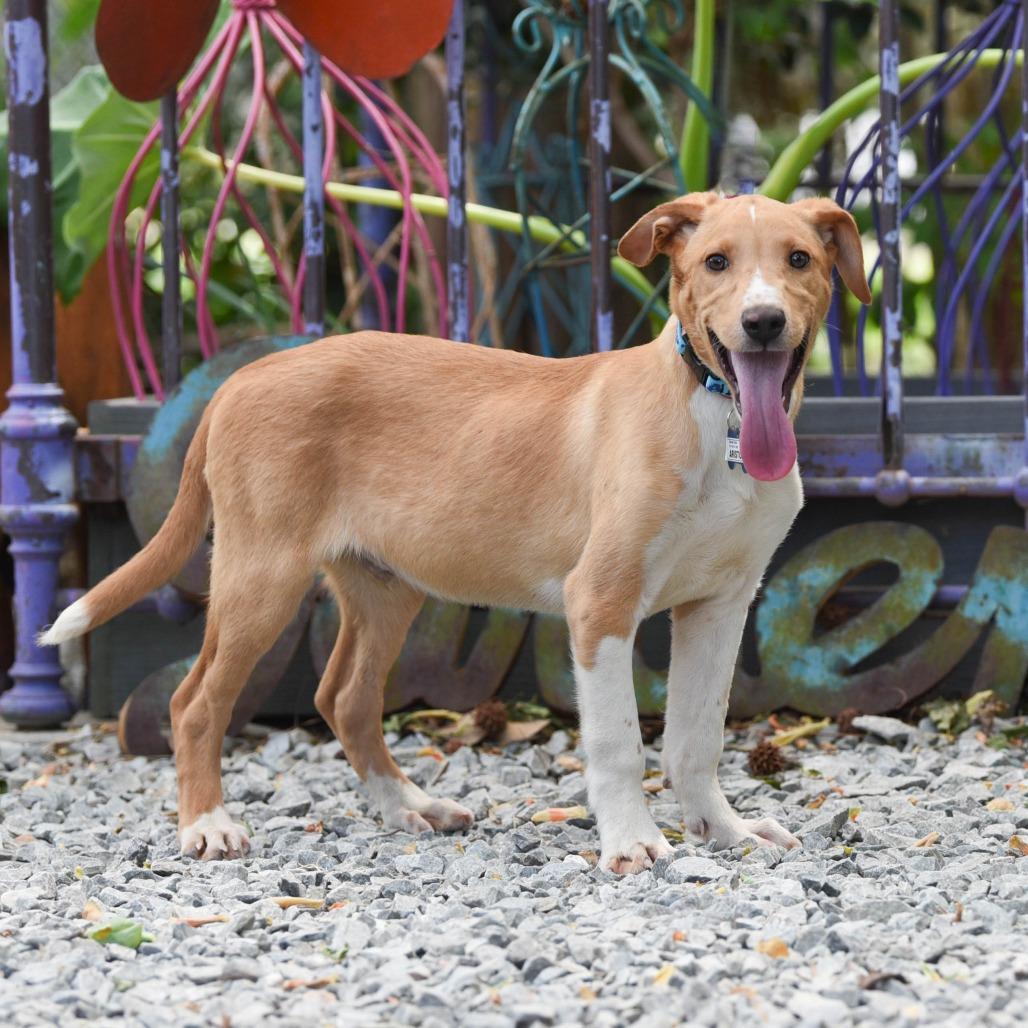 Aristotle, Adoptable, Puppy Male Labrador Retriever.