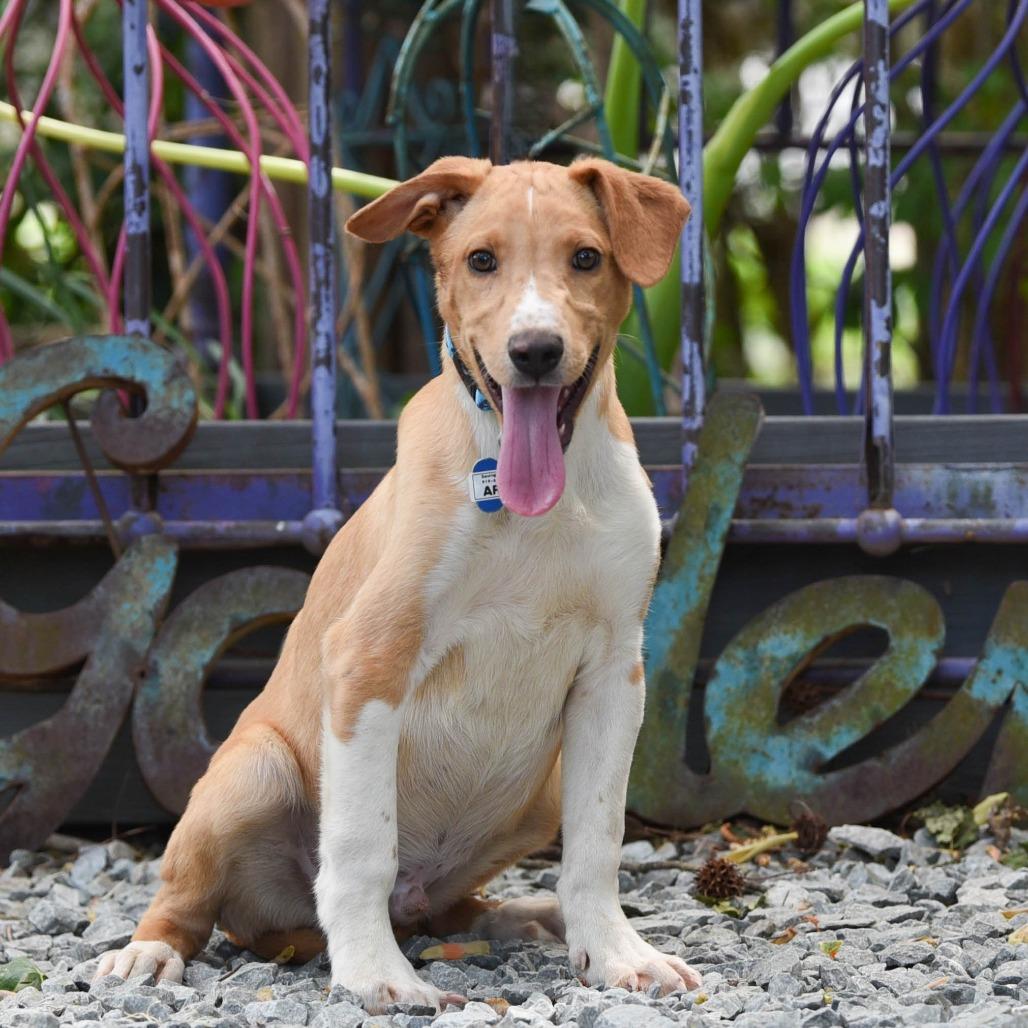 Aristotle, a Adoptable Labrador Retriever in Wake Forest, NC image 2/6