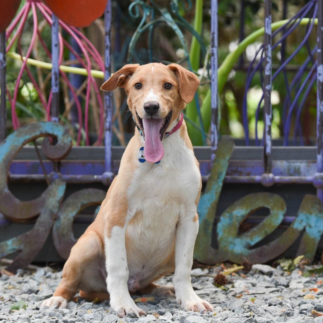 Aristotle, a Adoptable Labrador Retriever in Wake Forest, NC image 3/6
