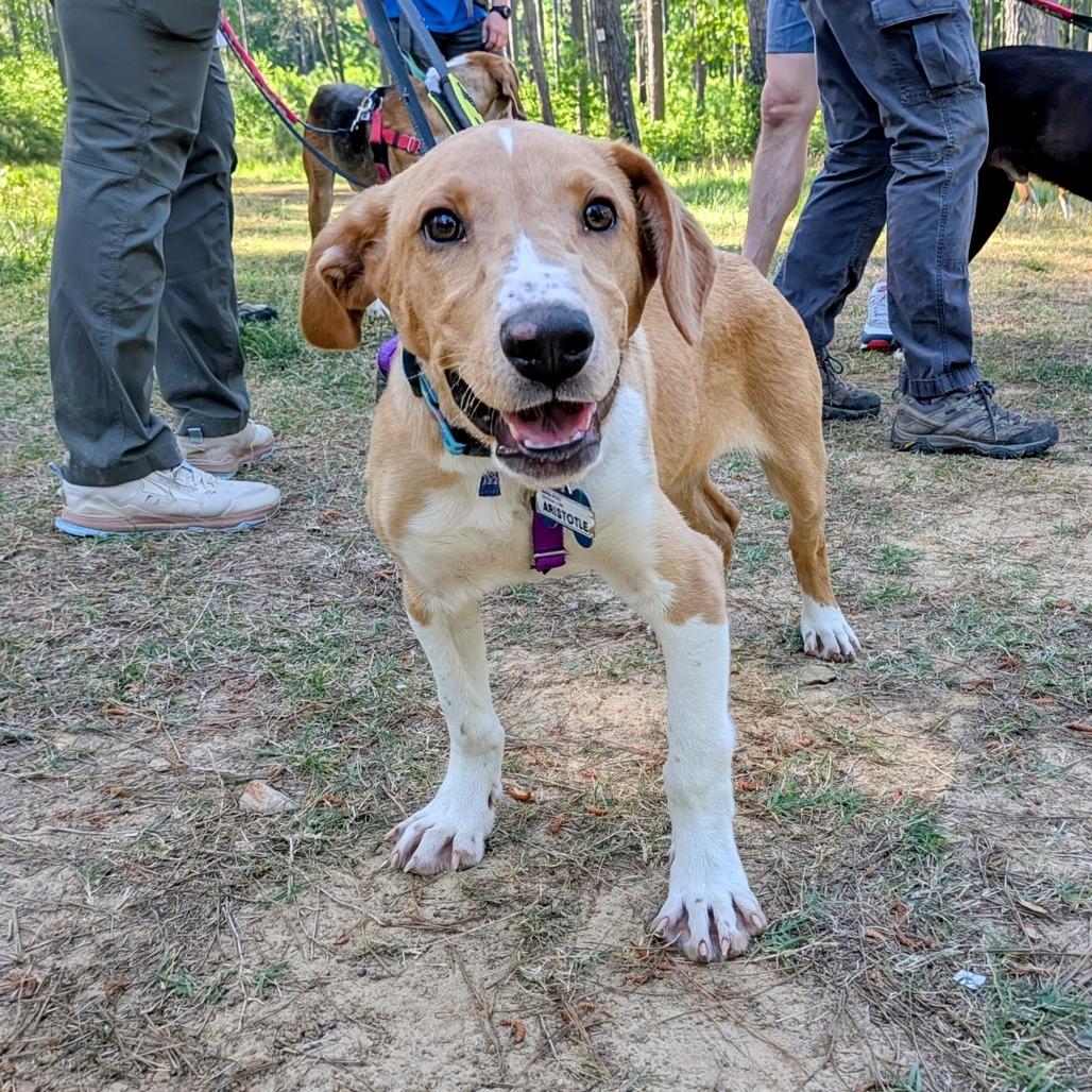 Aristotle, a Adoptable Labrador Retriever in Wake Forest, NC image 4/6