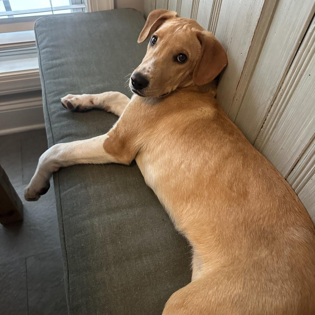 Aristotle, a Adoptable Labrador Retriever in Wake Forest, NC image 5/6