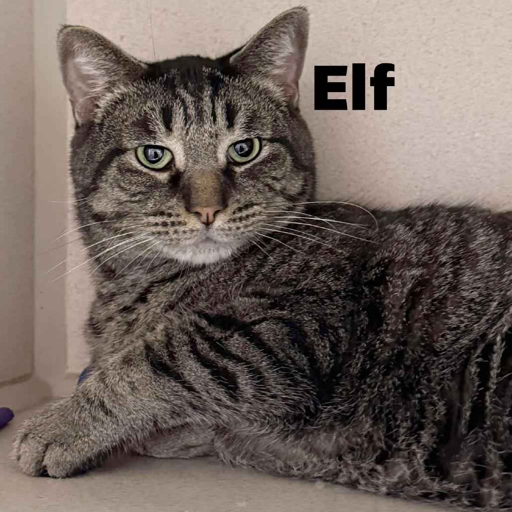 Elf 260130, Adoptable, Adult Male Domestic Short Hair.