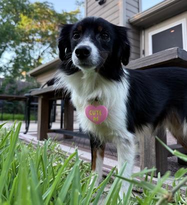 Paprika Smith, Adoptable, Adult Female Australian Shepherd.
