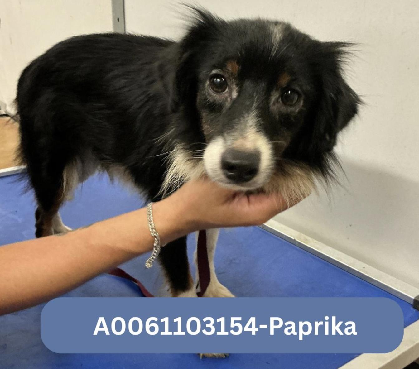 Paprika Smith, a Adoptable mixed breed in Arlington, TX image 2/3