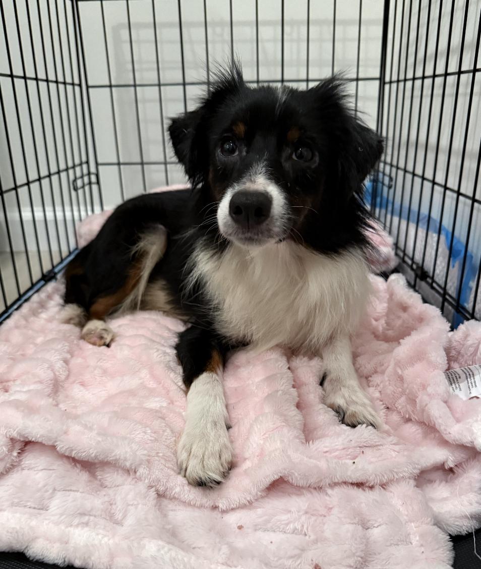 Paprika Smith, a Adoptable mixed breed in Arlington, TX image 3/3