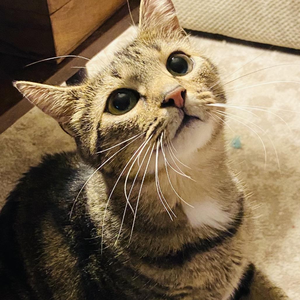 Binxie (26-288), Adoptable, Young Female Domestic Short Hair & Domestic Short Hair.