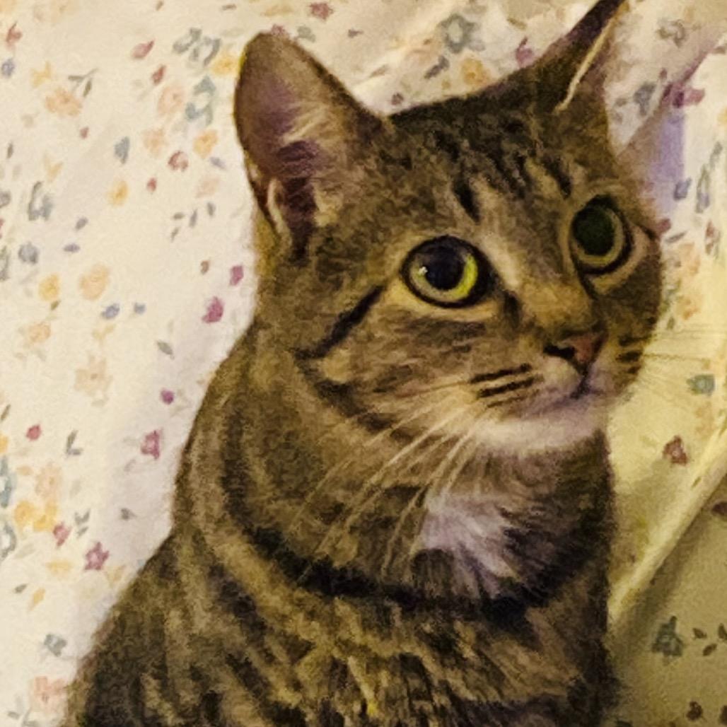 Enlarge Binxie (26-288), a Adoptable mixed breed in Gordonsville, TN image 2/2