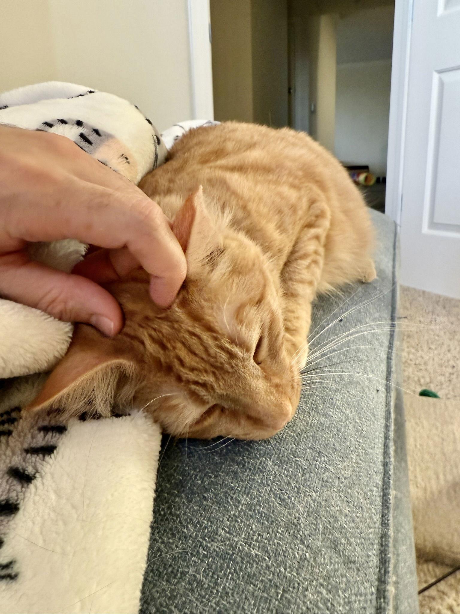 Creamsicle (bonded w/ Roe), a Adoptable Domestic Short Hair in San Jose, CA image 2/3