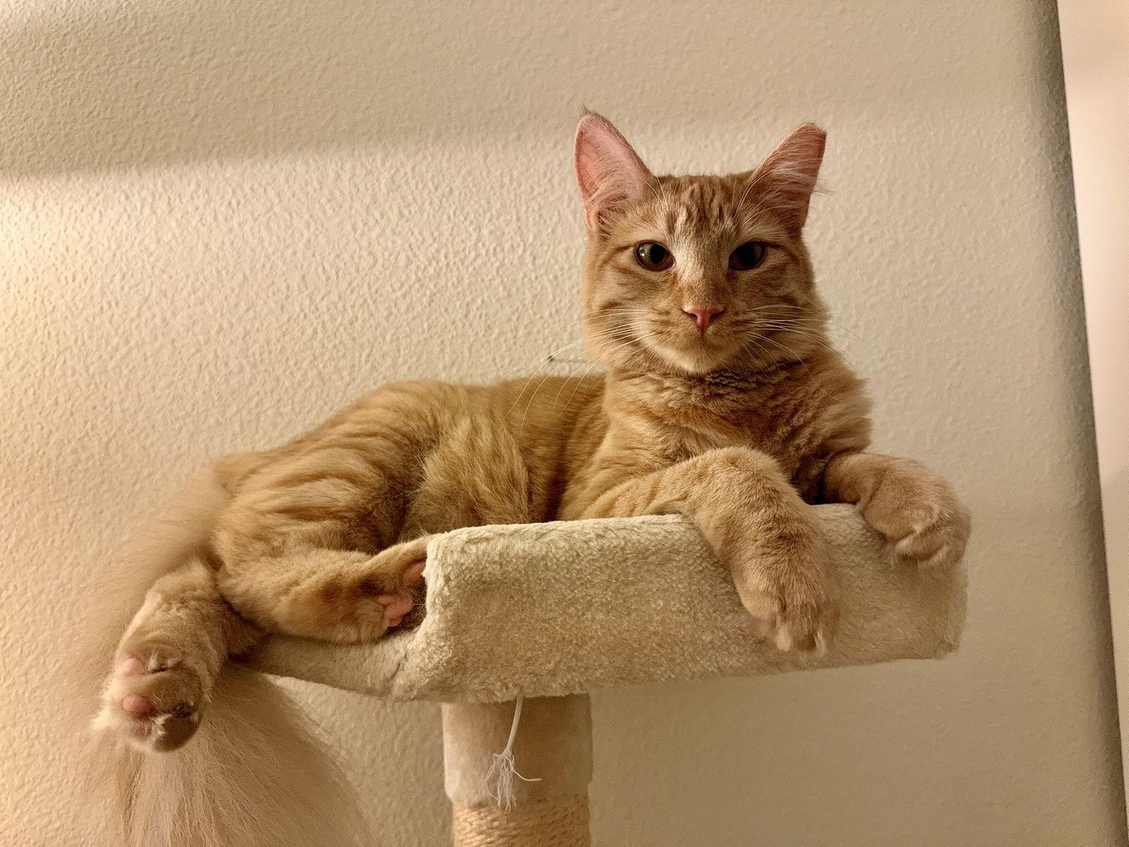 Enlarge Creamsicle (bonded w/ Roe), a Adoptable Domestic Short Hair in San Jose, CA image 3/3