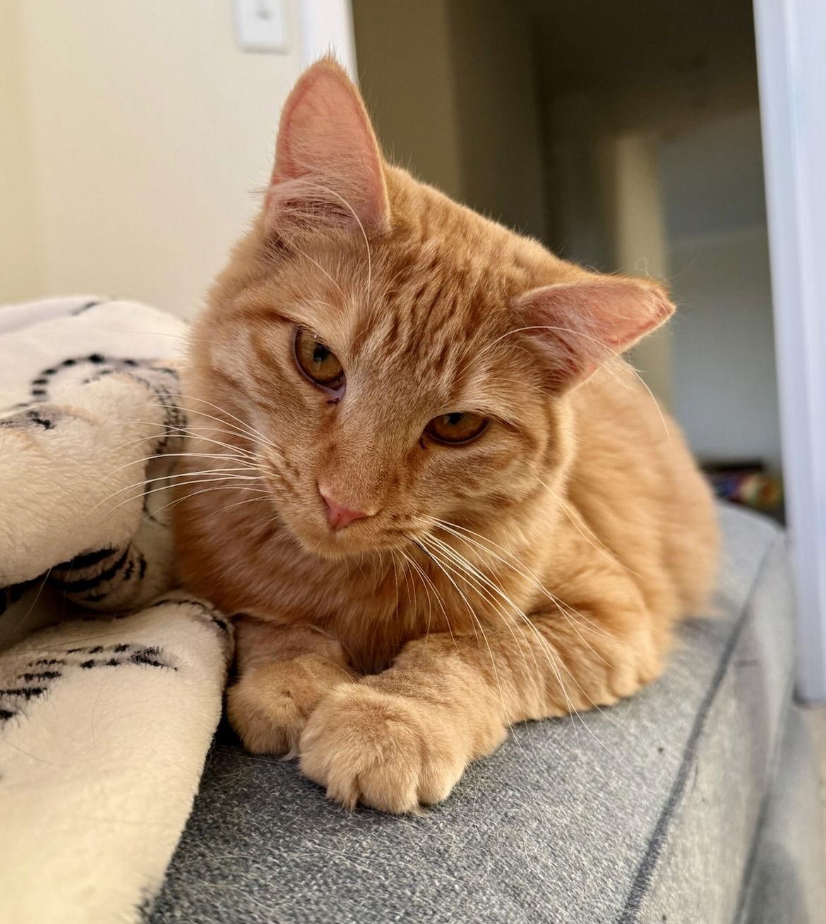 Creamsicle (bonded w/ Roe), a Adoptable Domestic Short Hair in San Jose, CA image 3/3