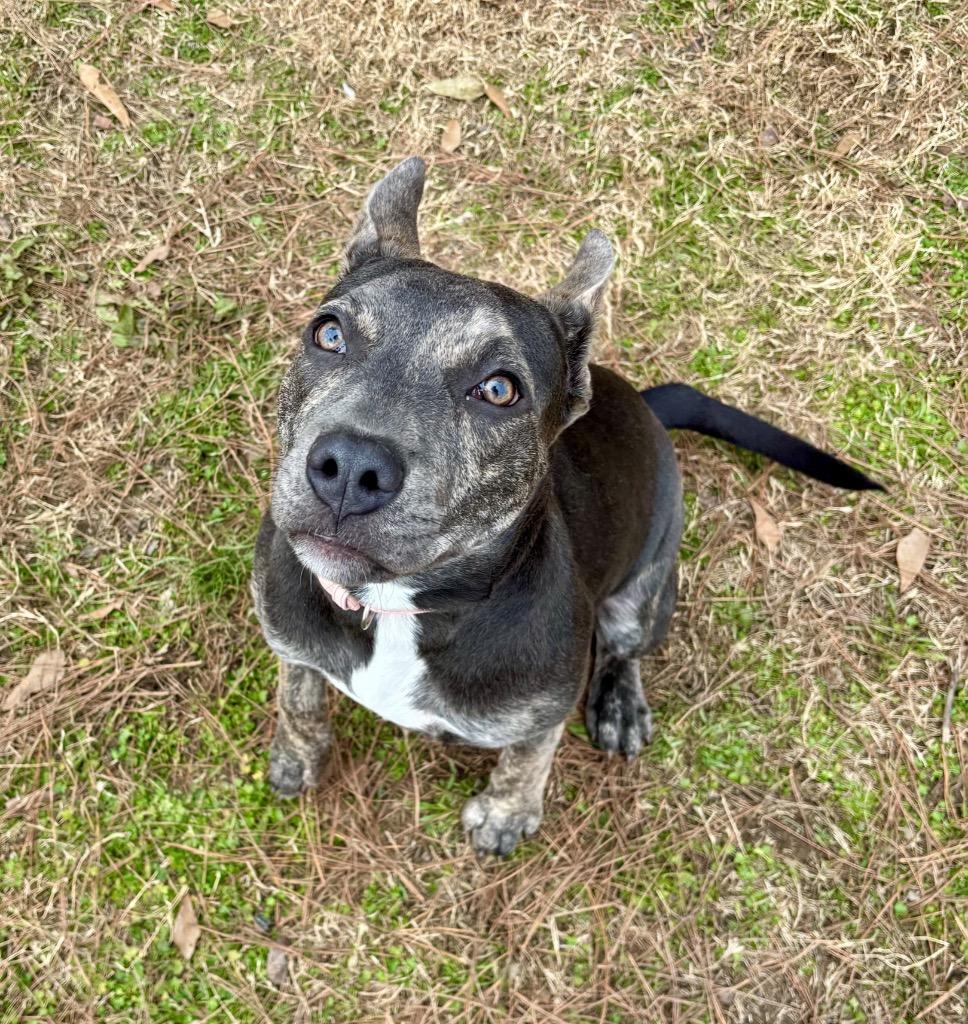 Angel, Adoptable, Young Female Pit Bull Terrier.