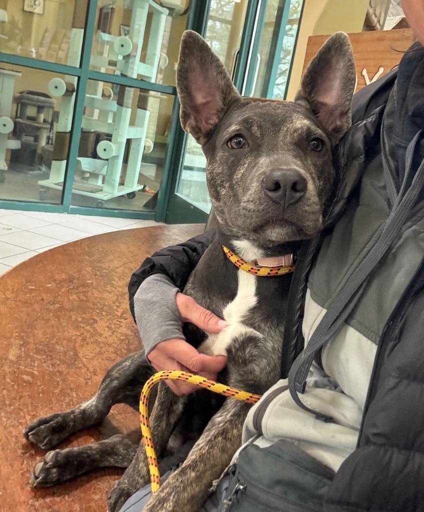 Enlarge Angel, a Adoptable Pit Bull Terrier in Little Rock, AR image 2/2